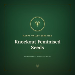 Knockout Feminised Seeds