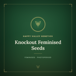 Knockout Feminised Seeds Knockout Feminised Seeds