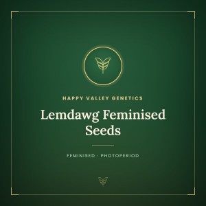 Lemdawg Feminised Seeds