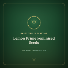 Lemon Prime Feminised Seeds Lemon Prime Feminised Seeds