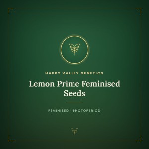 Lemon Prime Feminised Seeds