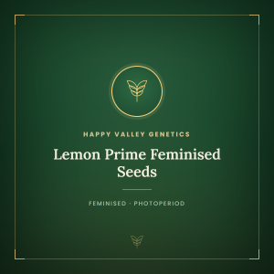 Lemon Prime Feminised Seeds Lemon Prime Feminised Seeds