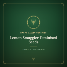 Lemon Smuggler Feminised Seeds Lemon Smuggler Feminised Seeds