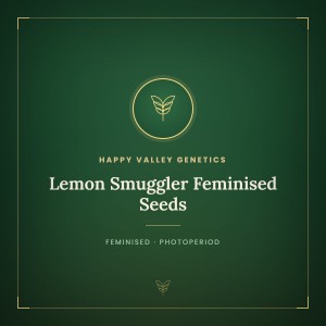 Lemon Smuggler Feminised Seeds Lemon Smuggler Feminised Seeds