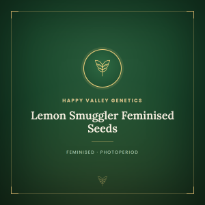 Lemon Smuggler Feminised Seeds Lemon Smuggler Feminised Seeds