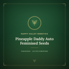 Pineapple Daddy Auto Feminised Seeds Pineapple Daddy Auto Feminised Seeds