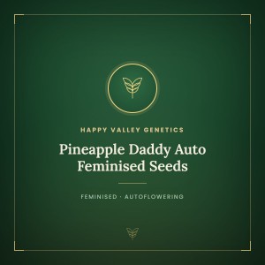 Pineapple Daddy Auto Feminised Seeds Pineapple Daddy Auto Feminised Seeds