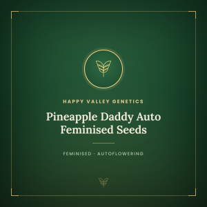 Pineapple Daddy Auto Feminised Seeds Pineapple Daddy Auto Feminised Seeds