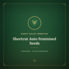 Shortcut Auto Feminised Seeds Shortcut Auto Feminised Seeds