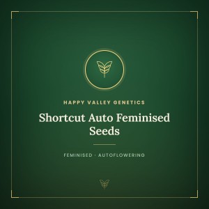 Shortcut Auto Feminised Seeds Shortcut Auto Feminised Seeds