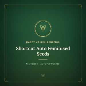 Shortcut Auto Feminised Seeds
