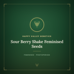 Sour Berry Shake Feminised Seeds Sour Berry Shake Feminised Seeds