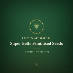 Super Belts Feminised Seeds Super Belts Feminised Seeds