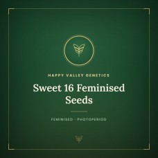 Sweet 16 Feminised Seeds Sweet 16 Feminised Seeds