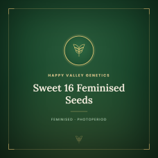 Sweet 16 Feminised Seeds Sweet 16 Feminised Seeds