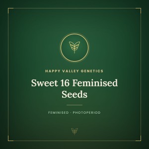 Sweet 16 Feminised Seeds