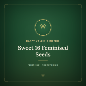 Sweet 16 Feminised Seeds