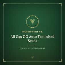 All Gas OG Auto Feminised Seeds All Gas OG Auto Feminised Seeds