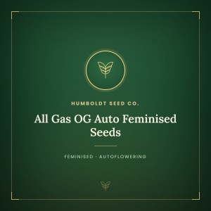 All Gas OG Auto Feminised Seeds