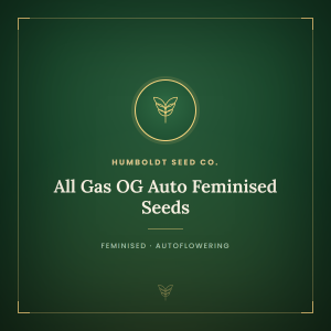 All Gas OG Auto Feminised Seeds All Gas OG Auto Feminised Seeds