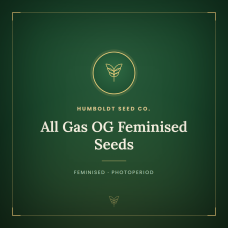 All Gas OG Feminised Seeds All Gas OG Feminised Seeds