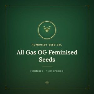 All Gas OG Feminised Seeds