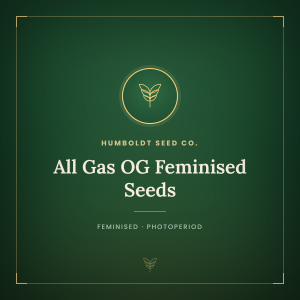All Gas OG Feminised Seeds All Gas OG Feminised Seeds