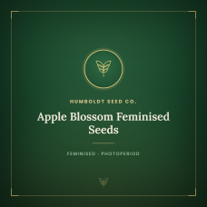 Apple Blossom Feminised Seeds Apple Blossom Feminised Seeds