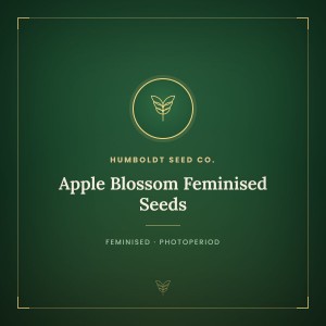 Apple Blossom Feminised Seeds Apple Blossom Feminised Seeds