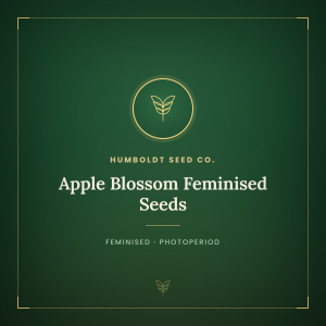 Apple Blossom Feminised Seeds Apple Blossom Feminised Seeds