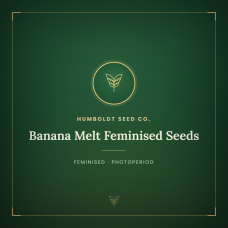Banana Melt Feminised Seeds Banana Melt Feminised Seeds