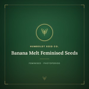 Banana Melt Feminised Seeds