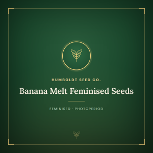 Banana Melt Feminised Seeds Banana Melt Feminised Seeds