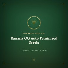 Banana OG Auto Feminised Seeds Banana OG Auto Feminised Seeds