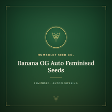 Banana OG Auto Feminised Seeds Banana OG Auto Feminised Seeds