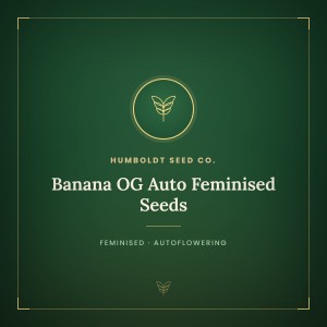 Banana OG Auto Feminised Seeds Banana OG Auto Feminised Seeds
