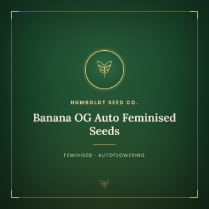 Banana OG Auto Feminised Seeds Banana OG Auto Feminised Seeds