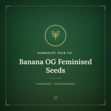 Banana OG Feminised Seeds Banana OG Feminised Seeds