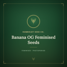 Banana OG Feminised Seeds Banana OG Feminised Seeds