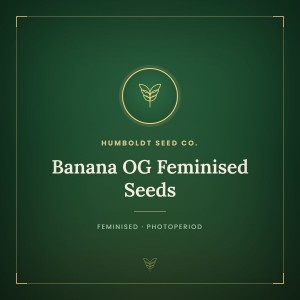 Banana OG Feminised Seeds Banana OG Feminised Seeds