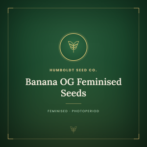 Banana OG Feminised Seeds