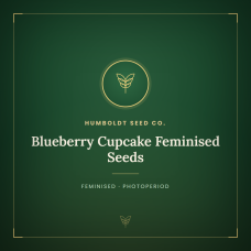 Blueberry Cupcake Feminised Seeds Blueberry Cupcake Feminised Seeds