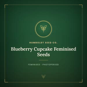 Blueberry Cupcake Feminised Seeds Blueberry Cupcake Feminised Seeds