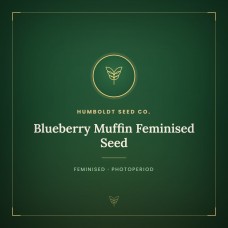 Blueberry Muffin Feminised Seed Blueberry Muffin Feminised Seed