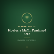 Blueberry Muffin Feminised Seed Blueberry Muffin Feminised Seed
