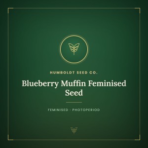 Blueberry Muffin Feminised Seed