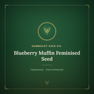 Blueberry Muffin Feminised Seed Blueberry Muffin Feminised Seed