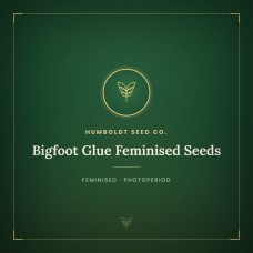 Bigfoot Glue Feminised Seeds Bigfoot Glue Feminised Seeds