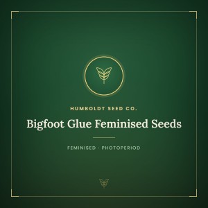 Bigfoot Glue Feminised Seeds Bigfoot Glue Feminised Seeds