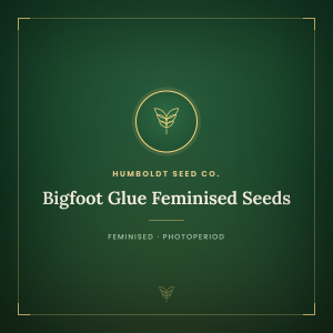 Bigfoot Glue Feminised Seeds Bigfoot Glue Feminised Seeds